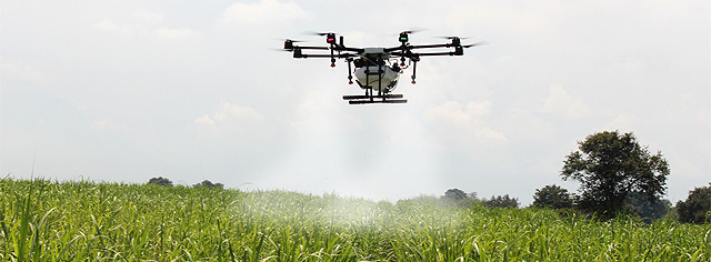 pollination of sugar cane using a drone